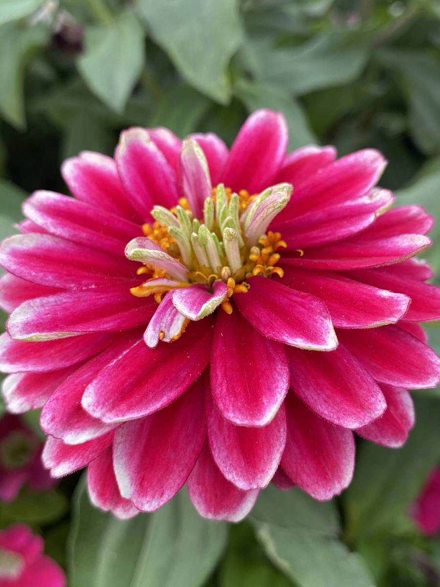 цинния махровая Малиновый щербет